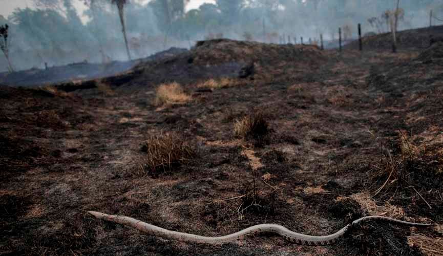 Governo suspende a prática de queimadas em todo o país por 60 dias