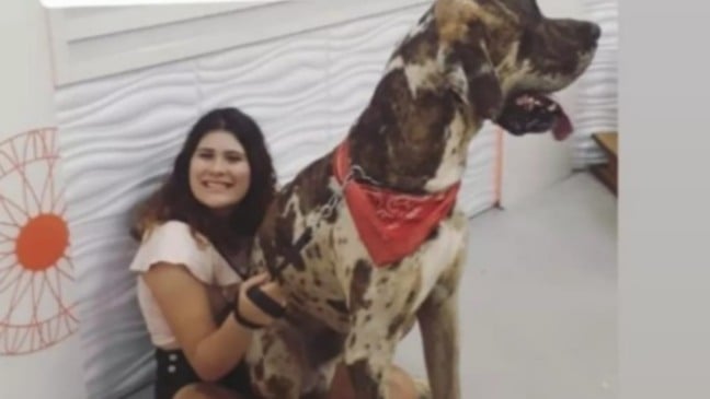 Maior cachorro do mundo