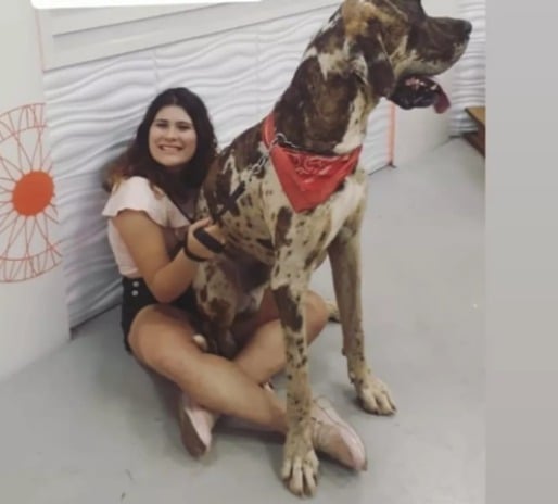 Maior cachorro do mundo