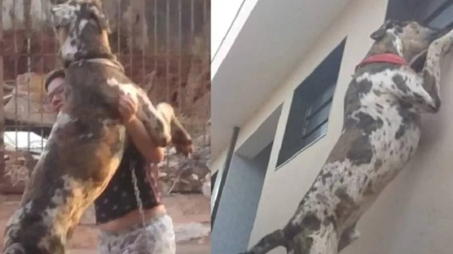 Maior cachorro do mundo