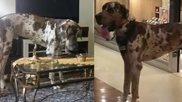 Maior cachorro do mundo