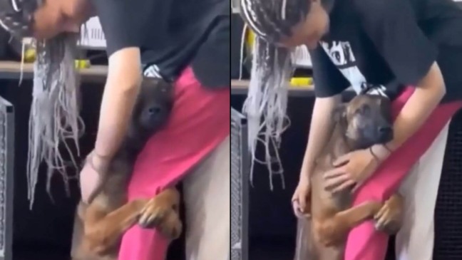 Cachorro adotado não larga perna de nova tutora