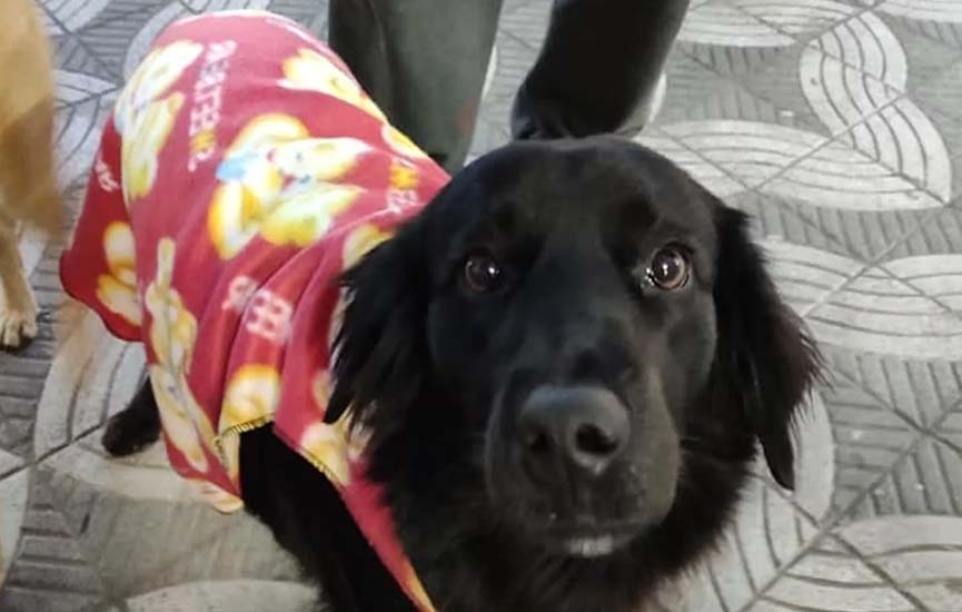 Gratificante - costureira faz roupas para cachorros de morador de rua