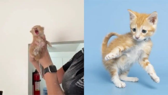 Filhote de gato chorão é resgatado de telhado de apartamento