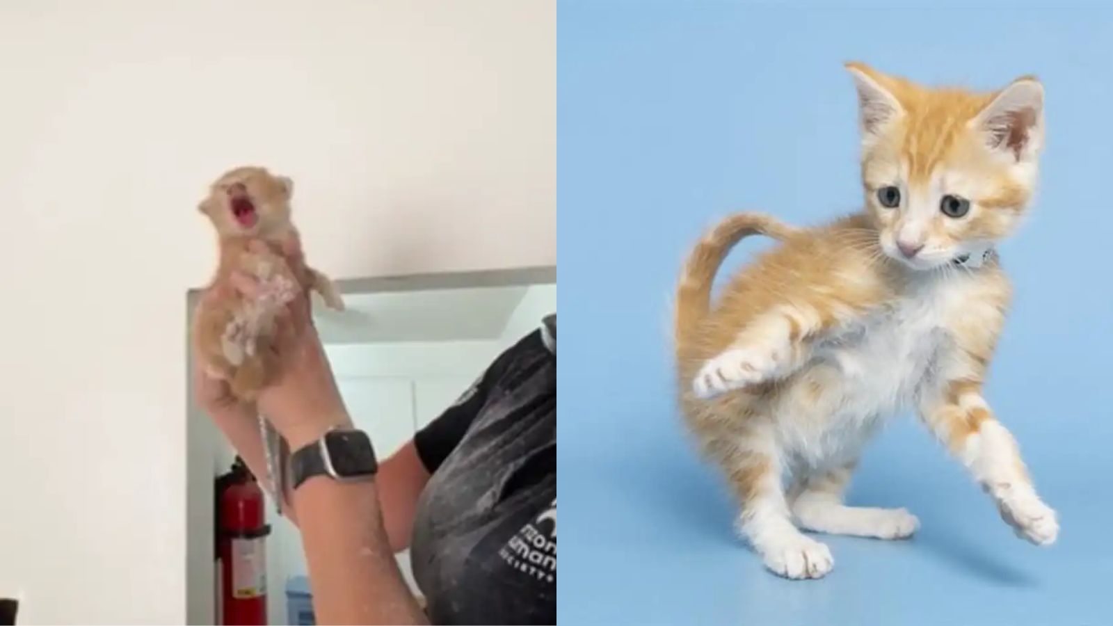 Filhote de gato chorão é resgatado de telhado de apartamento