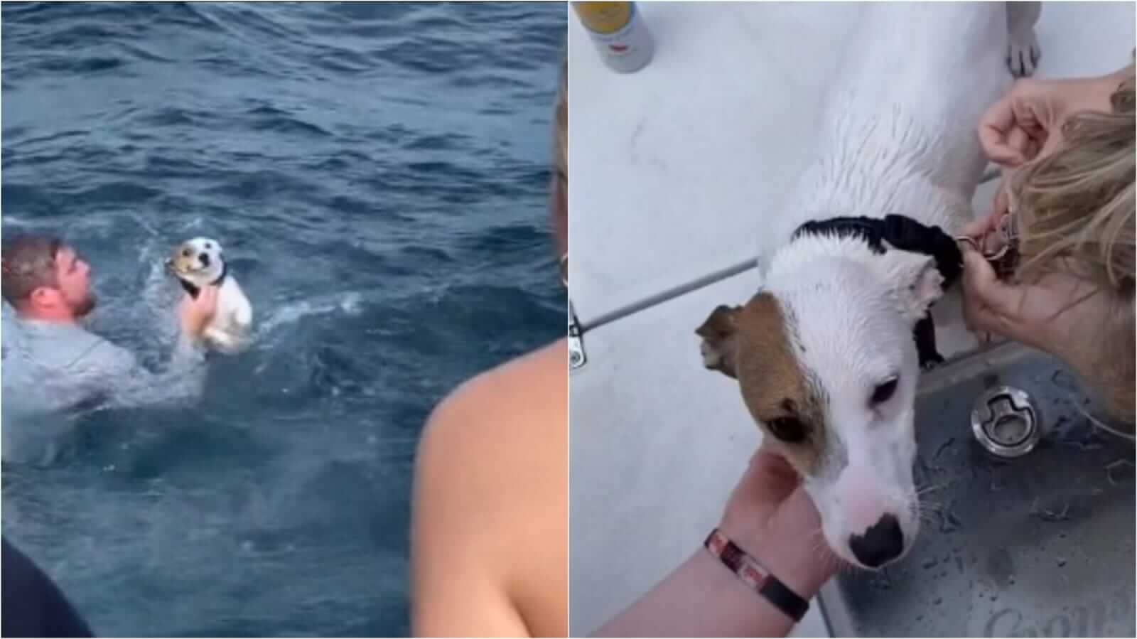 Resgate de cachorro no mar