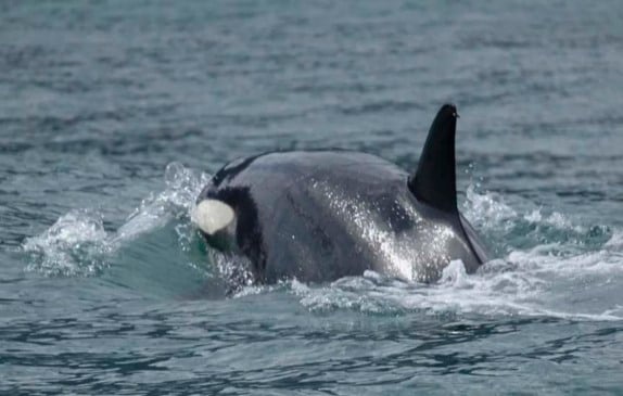 Grupo de orcas é flagrado em Ilhabela, no litoral norte de SP
