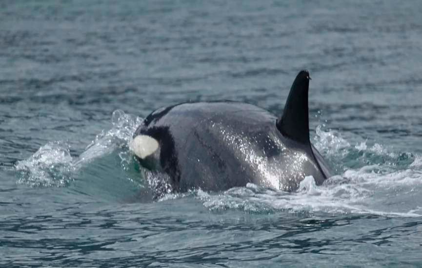 Grupo de orcas é flagrado em Ilhabela, no litoral norte de SP