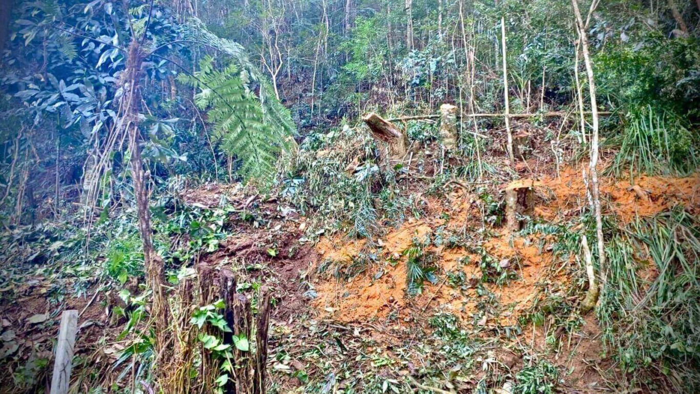 Espaço de mata fruto de corte ilegal de árvores