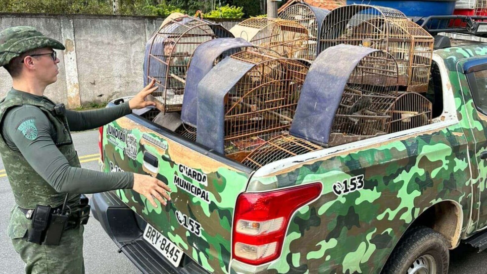 Aves silvestres apreendidas em Jundiaí