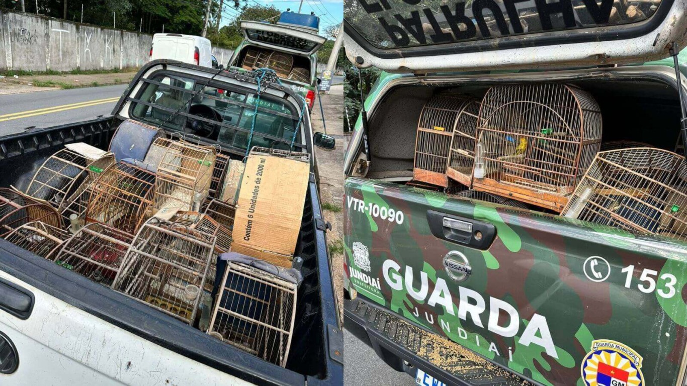 Aves silvestres apreendidas em Jundiaí