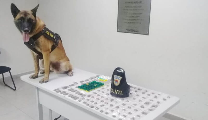 Guarda Municipal contou com a ajuda do cão Zeus