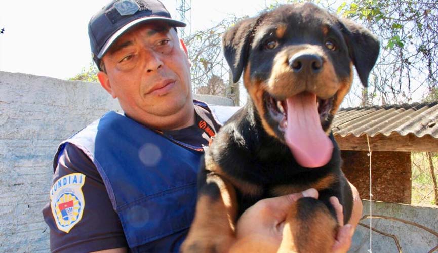 Guarda Municipal treina nova geração de cães para trabalho nas ruas de Jundiaí