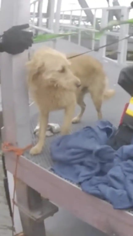 Guarda costeira resgata cachorro que caiu em rio