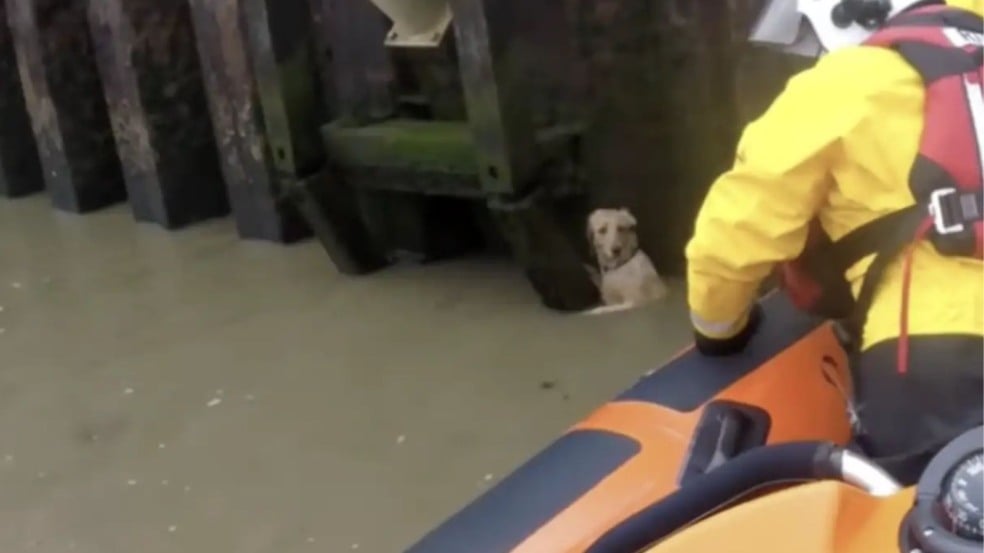 Guarda costeira resgata cachorro que caiu em rio