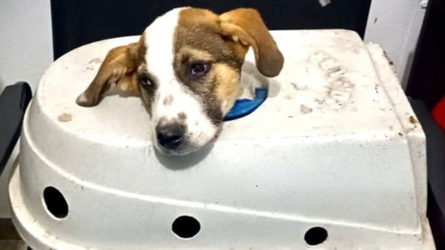 Foto: Guarda Municipal de Campo Limpo Paulista