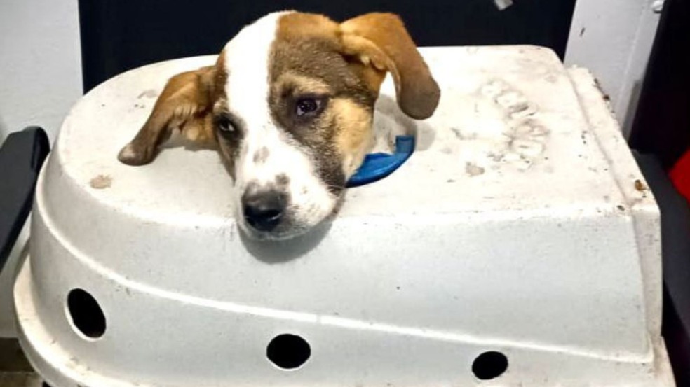 Foto: Guarda Municipal de Campo Limpo Paulista