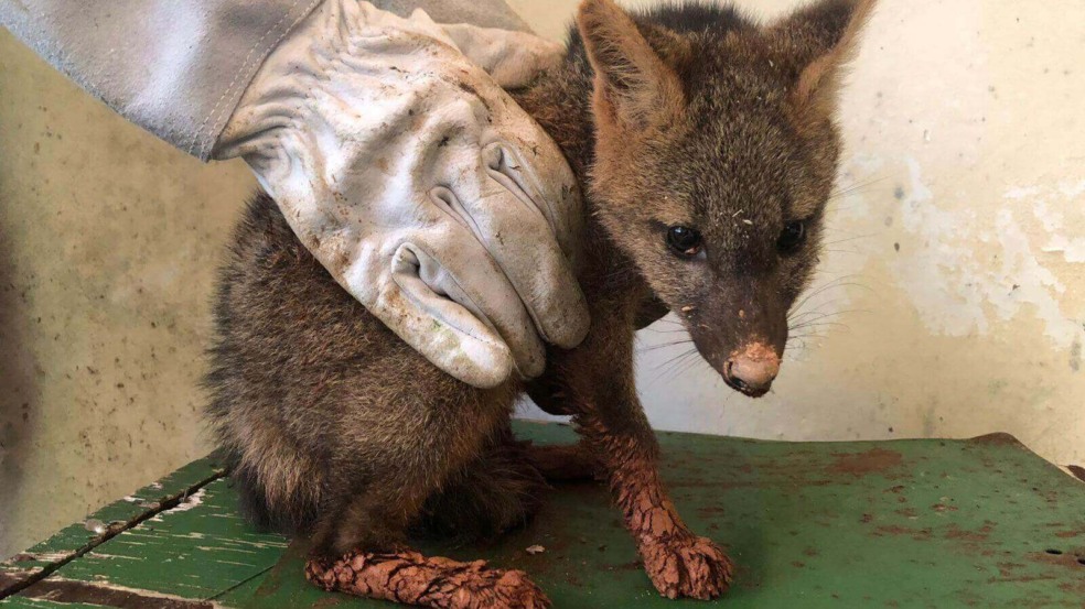 Guarda de Jundiaí resgata filhote de cachorro-do-mato preso em buraco em condomínio Guarda de Jundiaí resgata filhote de cachorro-do-mato preso em buraco em condomínio