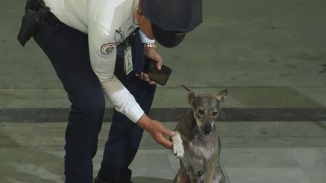 (Foto: Reprodução/catiororeflexivo)