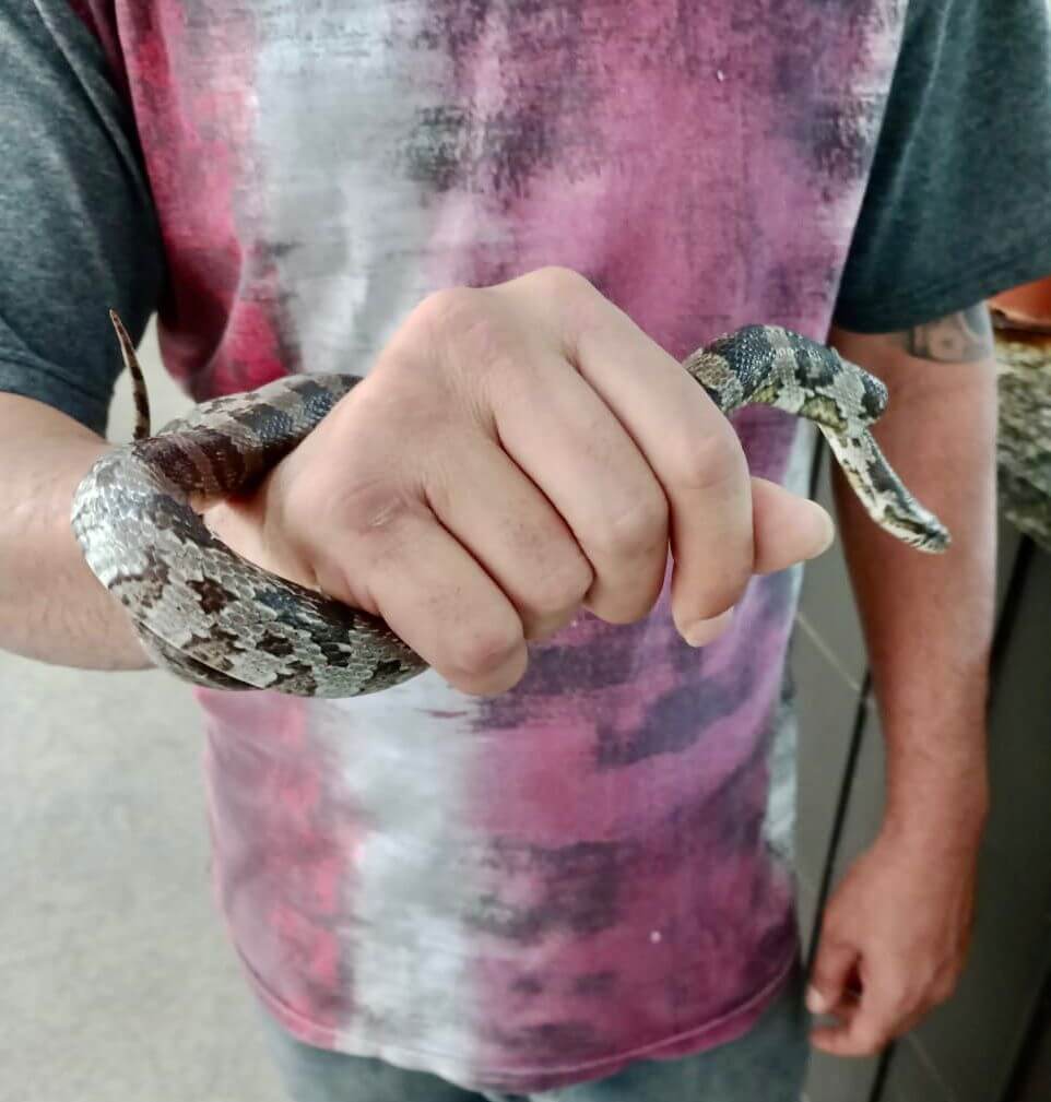 Homem com cobra no braço