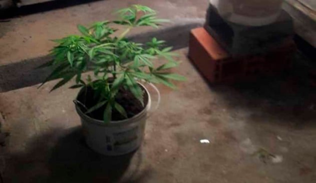 Pé de maconha dentro de vaso em espécie de estufa dentro da pozzani