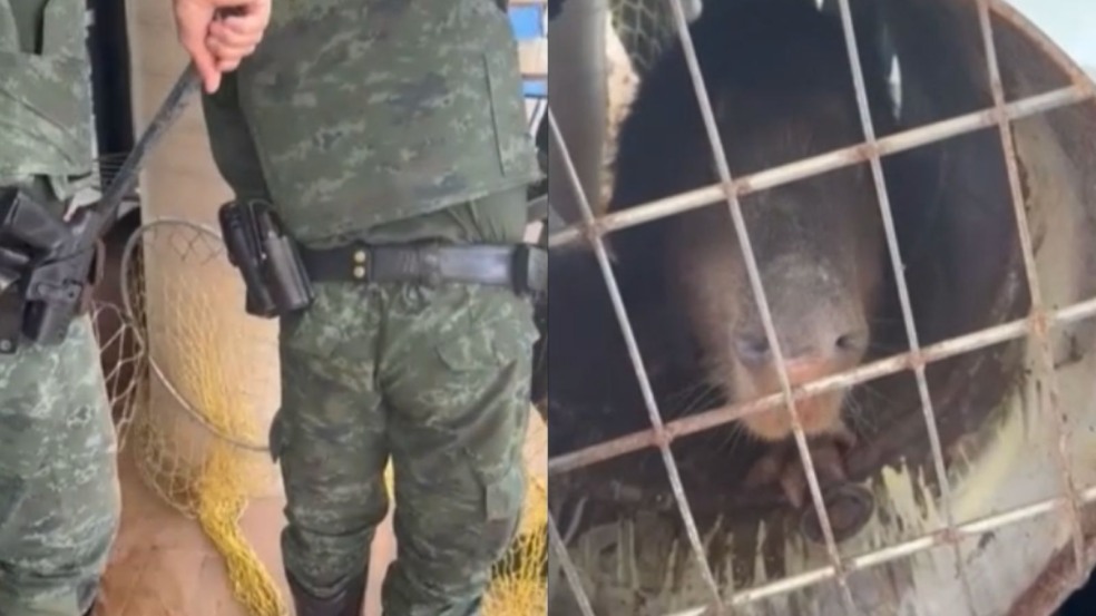 Guardas capturam capivara de quase 70 kg em condomínio em Jundiaí
