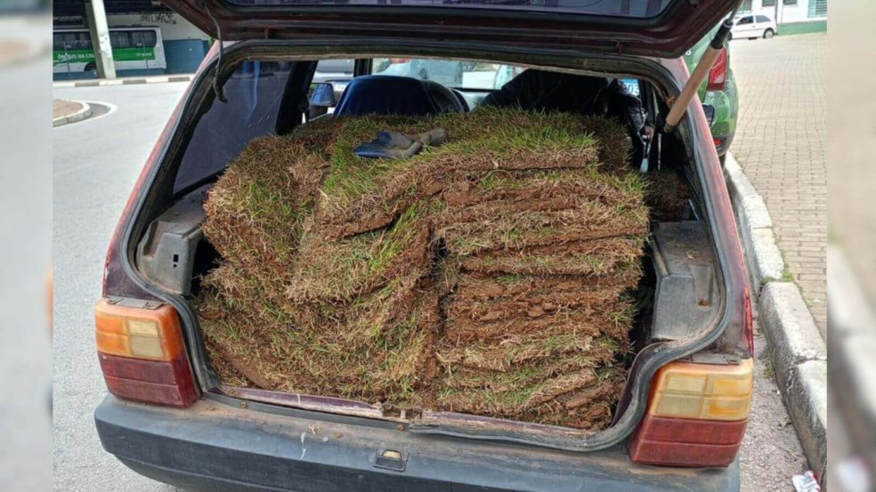 Guardas de Campo Limpo Paulista prendem homem por furto de grama Guardas de Campo Limpo Paulista prendem homem por furto de grama