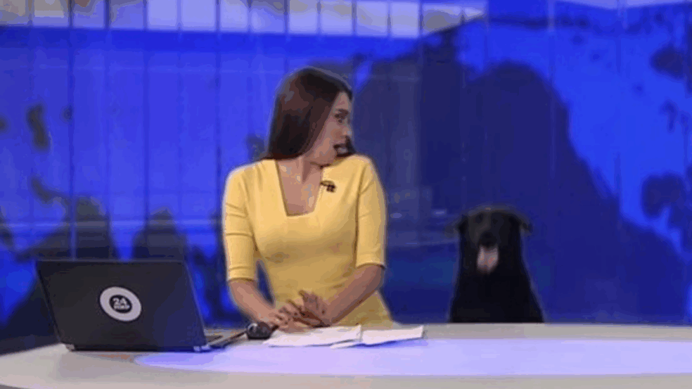 Na Russia, cachorro invade noticiário ao vivo