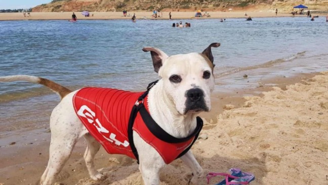 Cachorro na praia