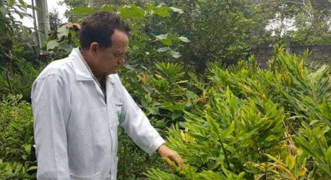 Hidrogel de gengibre