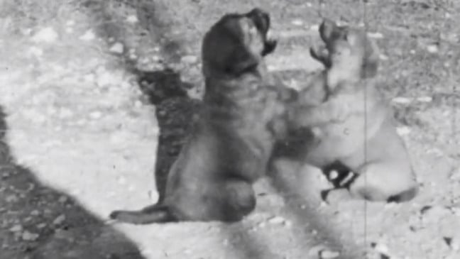 Filhotes de cachorro brincando