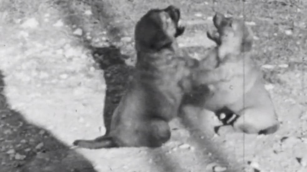 Filhotes de cachorro brincando