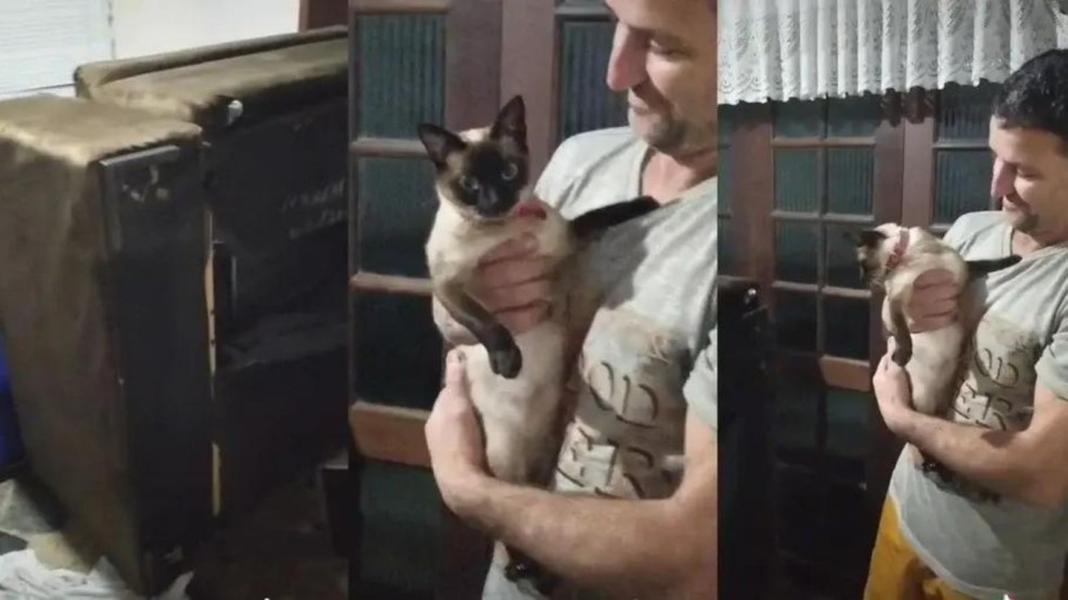 A gatinha entrou para um cochilo no sofá e acordou em uma casa diferente. (Foto: Reprodução/TikTok)