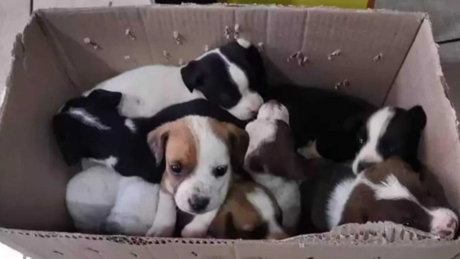 Filhotes de cachorro em caixa