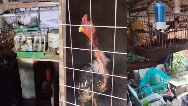 Homem é detido por manter animais silvestres em cativeiro em Campo Limpo Paulista