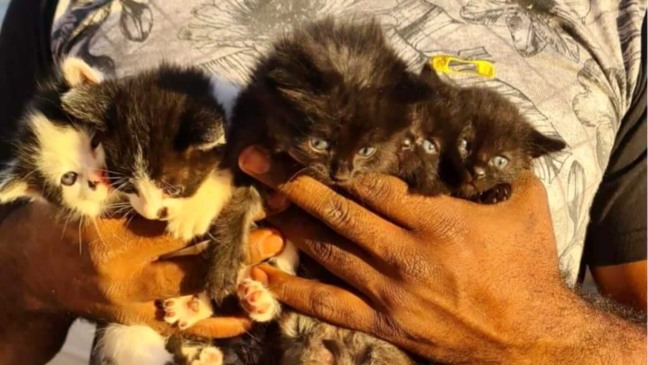 Homem segurando gatinhos