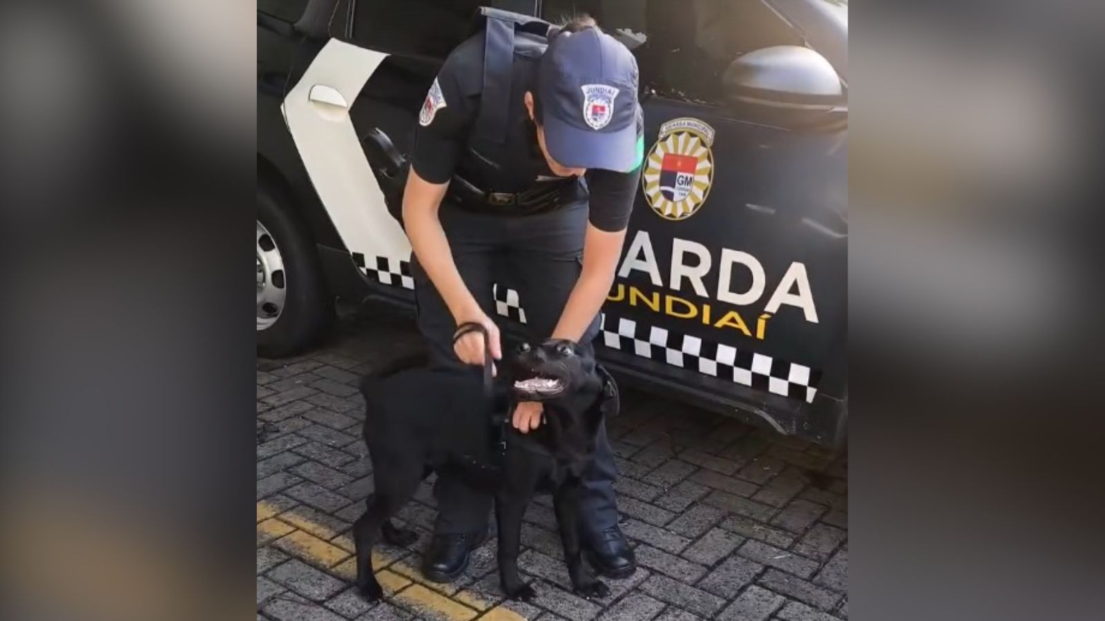 GM e cão vítima de maus-tratos em Jundiaí