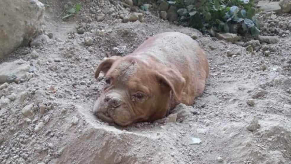 Cachorro enterrado vivo