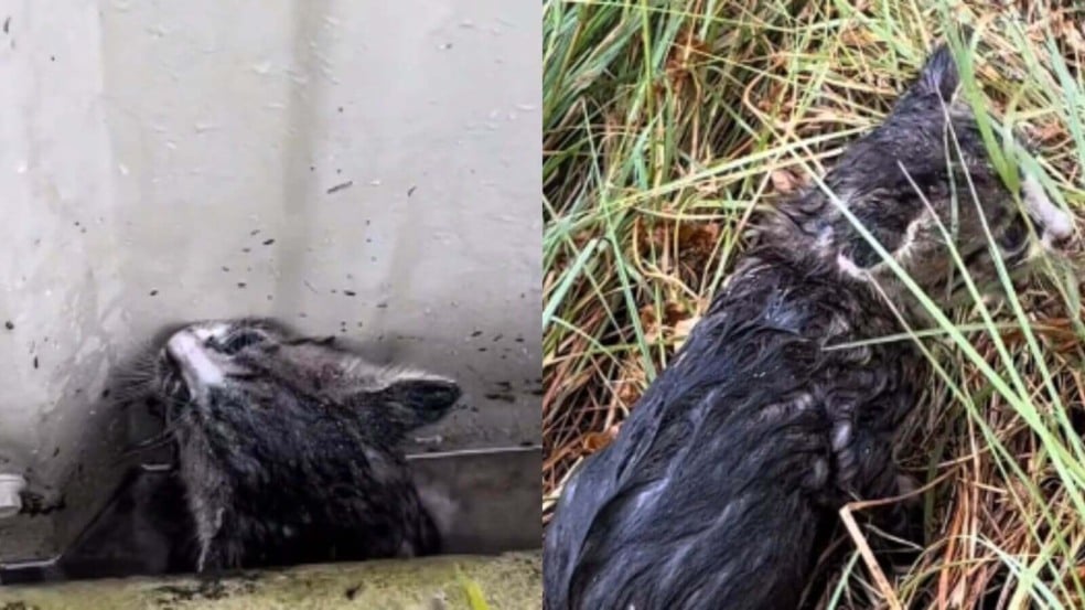 Homem encontra filhote de gato preso em poça d'água após grande tempestade