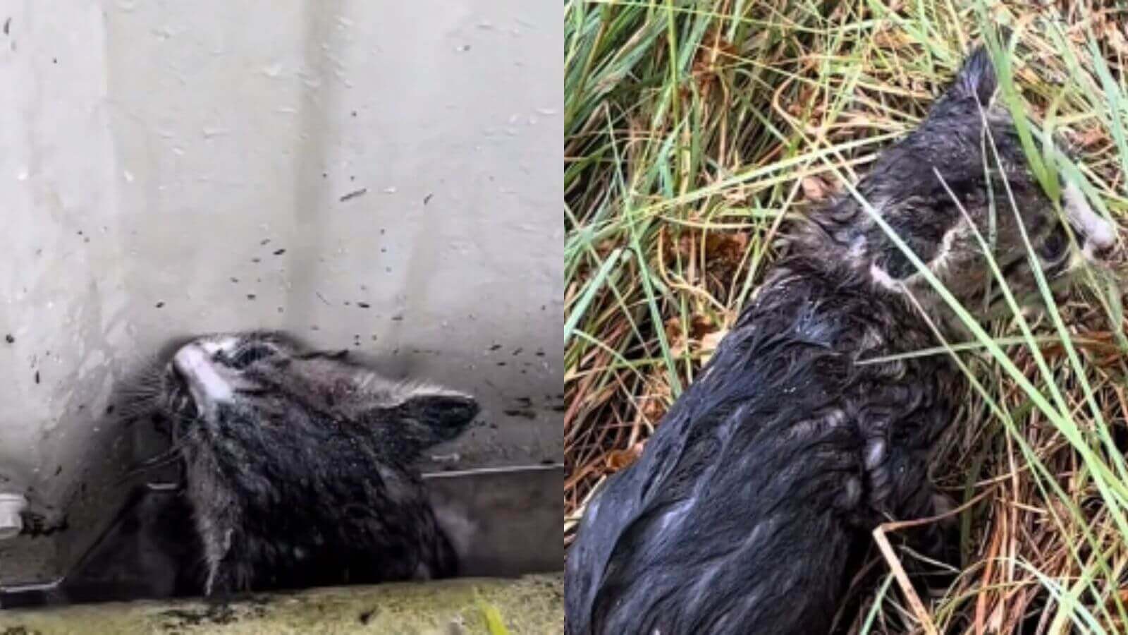 Homem encontra filhote de gato preso em poça d'água após grande tempestade