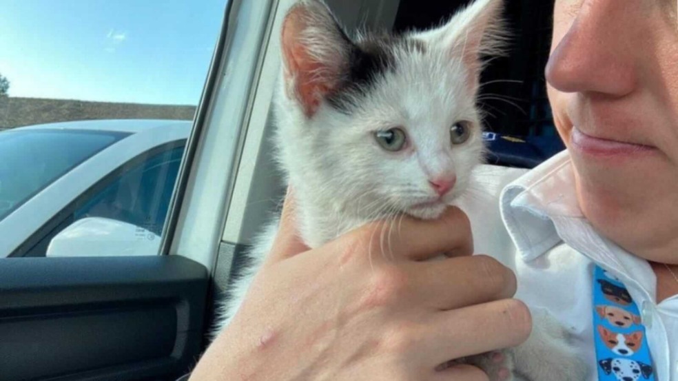 Homem segurando filhote de gato branco