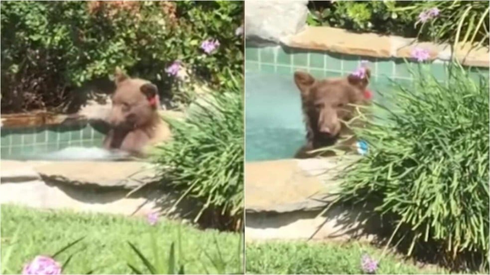 Urso em jacuzzi