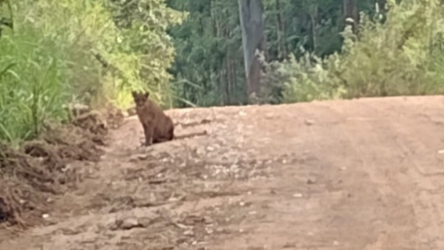 Homem flagra duas onças durante passeio de bicicleta 'Para mim, eram dois cachorros'