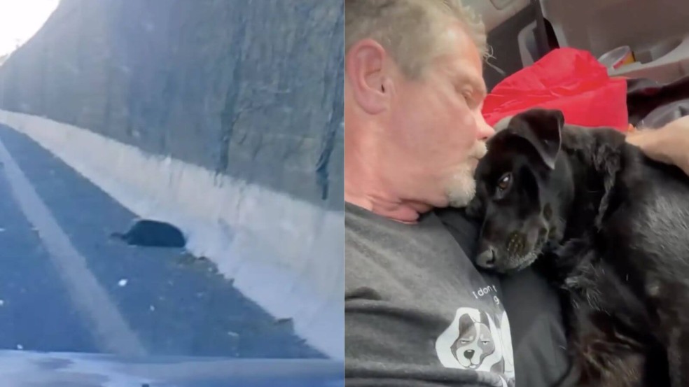 Homem para seu carro quando percebe que cachorro 'morto' na estrada ainda está vivo