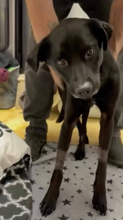 Homem para seu carro quando percebe que cachorro 'morto' na estrada ainda está vivo