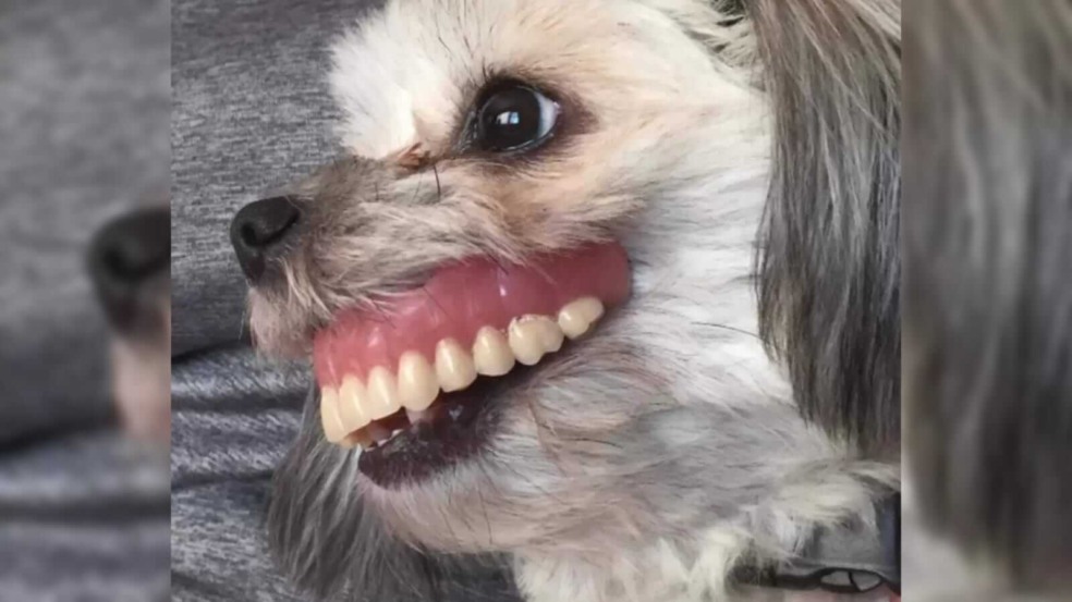 Cachorro com dentadura Cachorro com dentadura