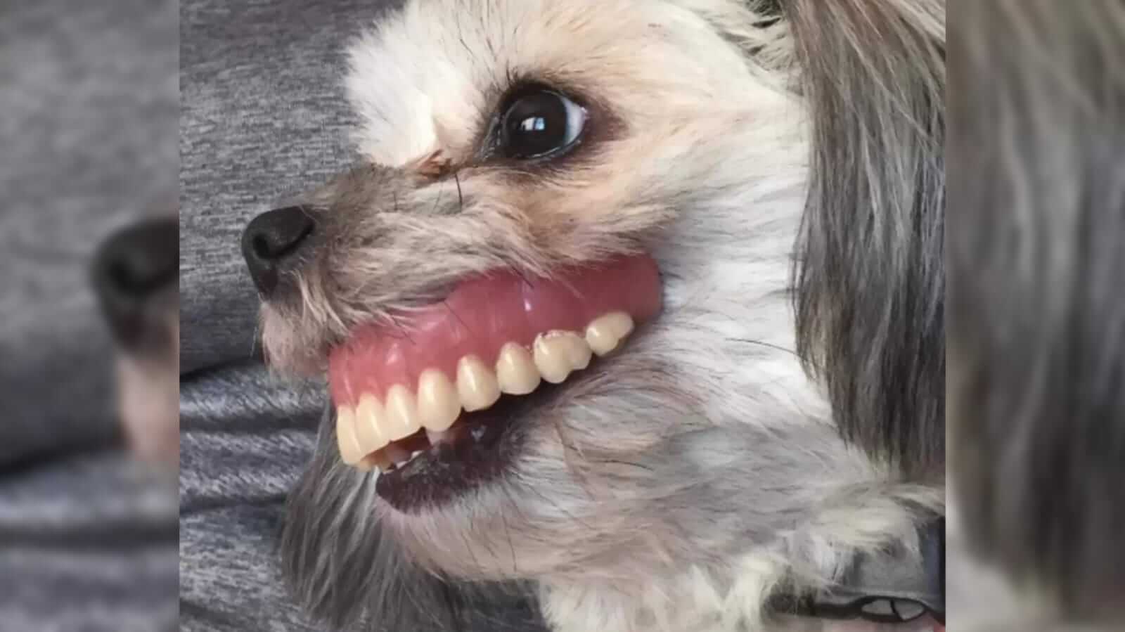Cachorro com dentadura