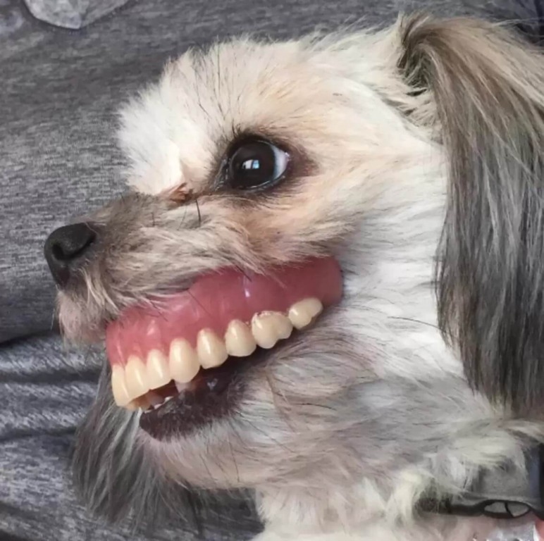 Cachorro com dentadura