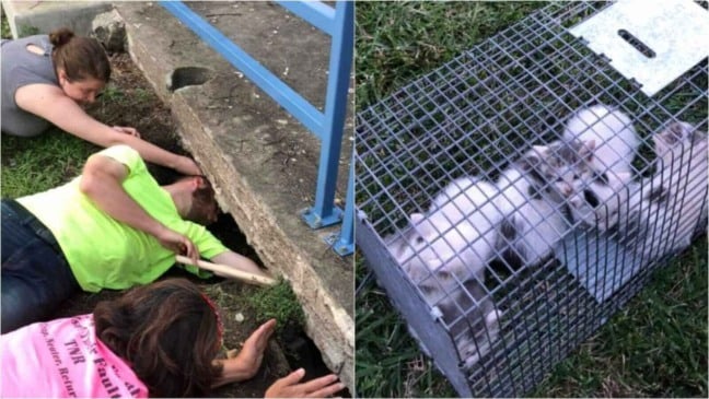 Homem resgatando gatinhos