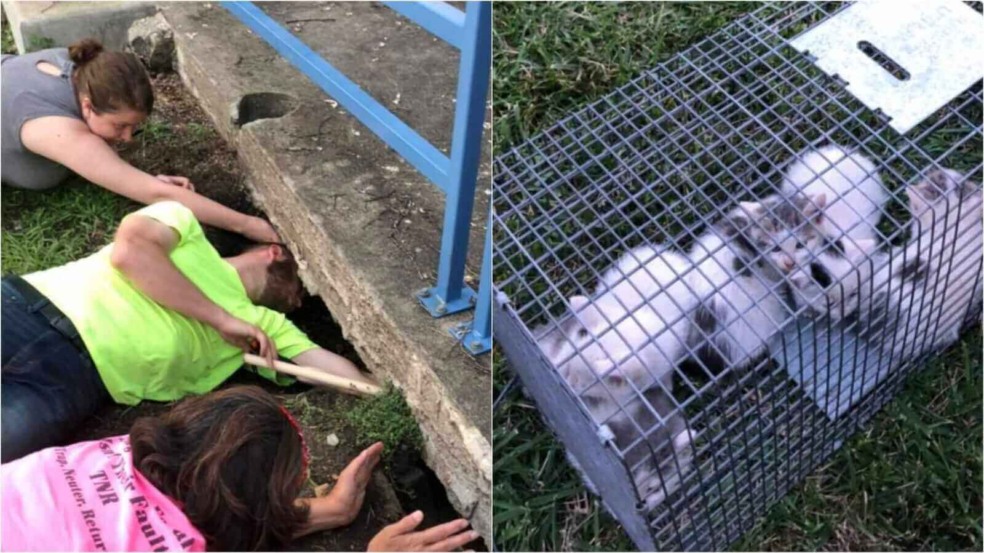 Homem resgatando gatinhos Homem resgatando gatinhos